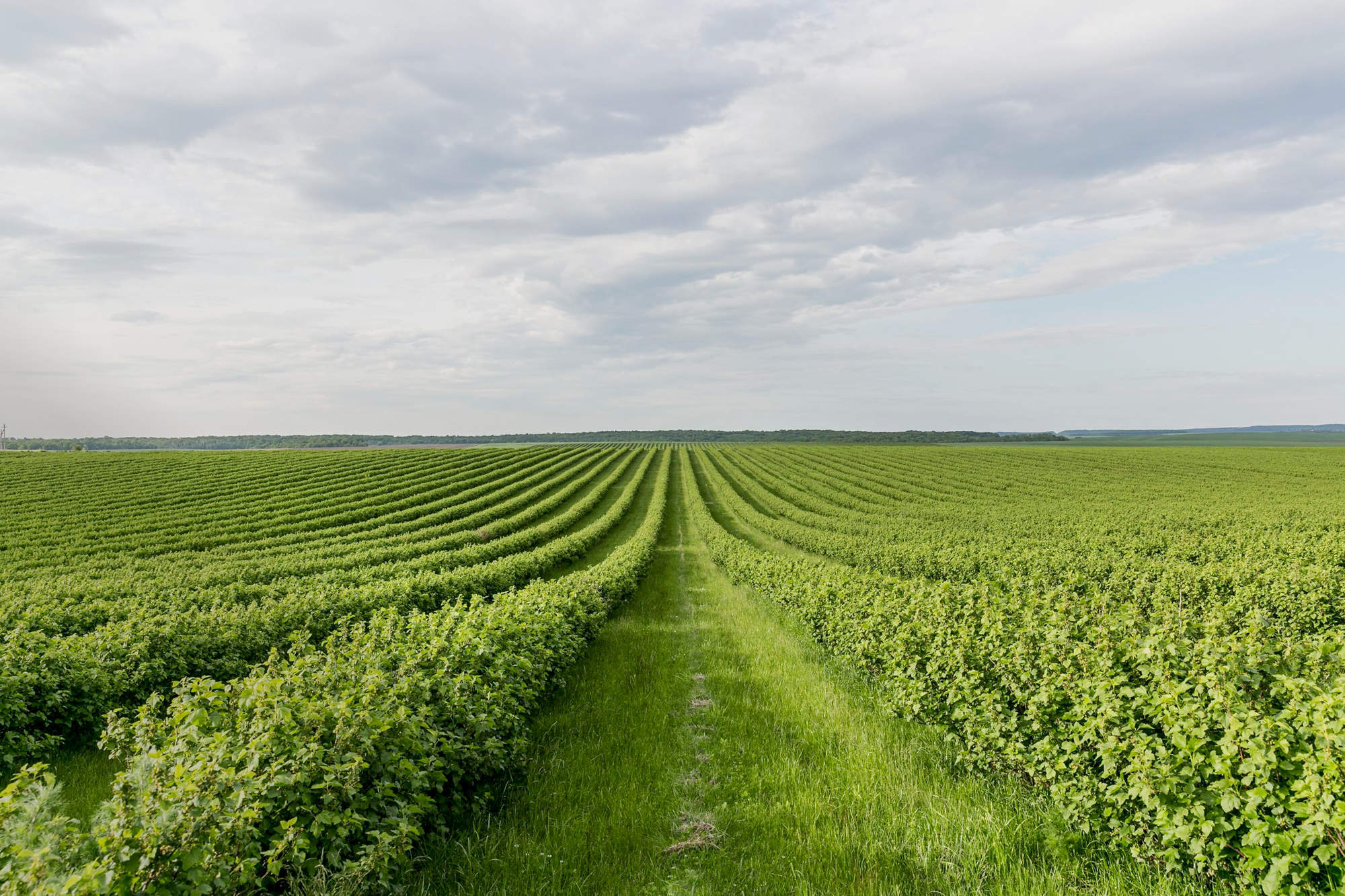 Agricultural field background